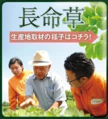 緑黄色野菜の王様、九州産の農薬不使用ケール